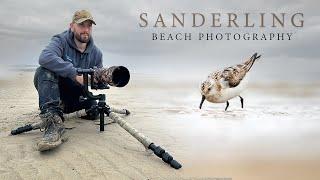 New Bird *** Sanderling - Irish Wildlife Photography (Sigma 150-600mm C)( Nikon Z6ii)