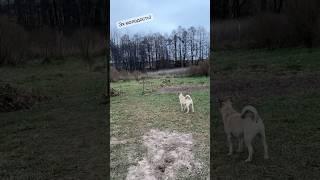 Бегай пока молодая ! #собаки #dog #деревня #друзья #собака