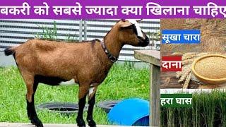 बकरी को सबसे ज्यादा क्या खिलाना चाहिए | Bakri ko jyada kya khilana chahiye #most #fed #goat