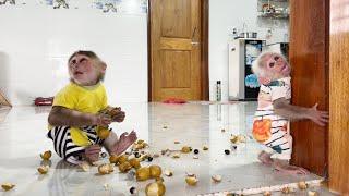 Baby monkey ZiZi told Dad because monkey SinSin secretly ate fruit alone