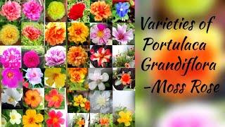 Amazing varieties of Portulaca Grandiflora| the moss rose| Table rose| pathumani flower|40