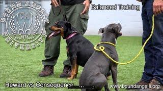 Balanced Training.  Reward vs. Consequence