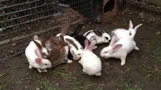 Cute baby bunnies play naughty