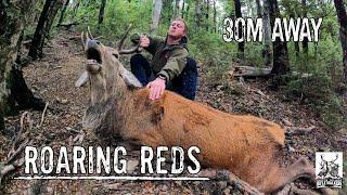 Roaring Reds | 2021 Canterbury Roar Stag Hunting