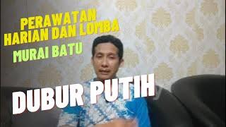 perawatan harian dan lomba murai batu dubur putih