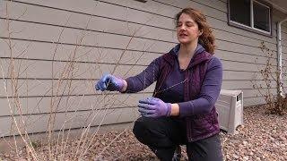 How to Prune Russian Sage in Spring