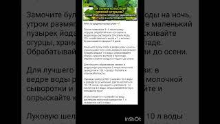 шпаргалка дачника по выращиванию огурцов.