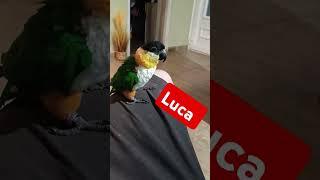 Luca #funny #parrot #viccesvideók #vicces #papagáj