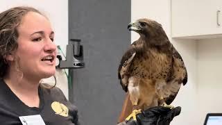 That Hawk Would Not STOP Talking!  At The Peregrine Fund’s World Center For Birds of Prey