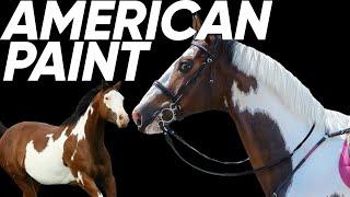 5 Things You Didn't Know About The American Paint Horse