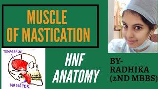 Muscles of mastication-HNF Anatomy with their ACTIONS | Medseed MBBS