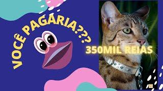 Top 10 gatos mais caros