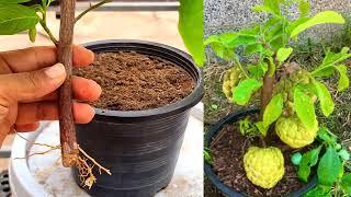 Smart Way To Propagate Sugar Apple Tree l How to grow Custard Apple