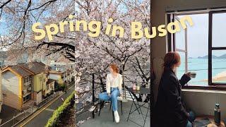 spring in busan, korea VLOG  cherry blossoms, gwanganlli beach, yeongdo island