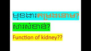 FUNCTION OF KIDNEY, មុខងារនិងសារសំខាន់នៃតម្រងនោម