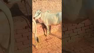 Punjab Ox Race live today, #bull #jhoota #bulandshahr #ox #youtubeshorts #shorts