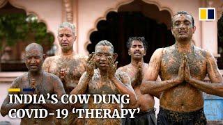 Doctors in India warn against using cow dung as Covid-19 therapy