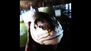 ANOTHER DAY AND ANOTHER REDFISH (@THE STIX)...#FISHBANDITSQUAD