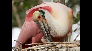 Florida Endangered Wildlife and Ecosystems Collapse:  A Short Documentary by c.Susan Perz, Ph.D.