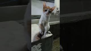 || CUTE CAT  FUNNY ️#cutecat #funnycats #shorts #viralshorts #1millionviews