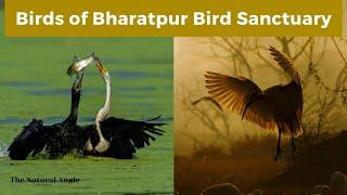 Birds of Bhartpur Bird Sanctuary | Keoladeo National Park | The Natural Angle