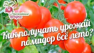 Как получать урожай помидор всё лето? #urozhainye_gryadki