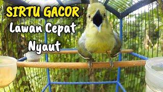 SIRTU GACOR TERBAIK UNTUK PANCINGAN SEMUA JENIS SIRPU CEPAT IKUT BUNYI DAN GACOR