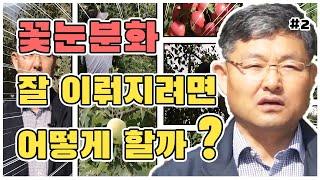 사과 여름전정 - 꽃눈분화