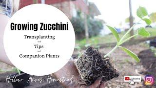 Zucchini Tips | Growing Zucchini | Hollow Acres Homestead