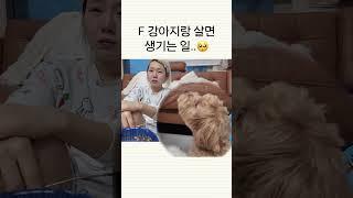 (감동주의) F100% 강아지와 살면 생기는 일 ㅠㅠ