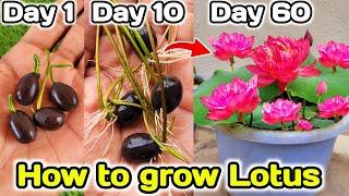 How to grow lotus plant at Home from seeds | कमल के पौधे को बीज से घर पर कैसे उगाए