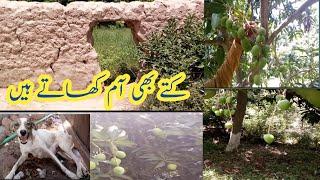 Chounsa Sindhi Mangoes | Amazing Mango Garden in Pakistan Fresh Mangoes Usmania Vlog