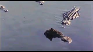 Alligators eating Jaguar   Animal Attack