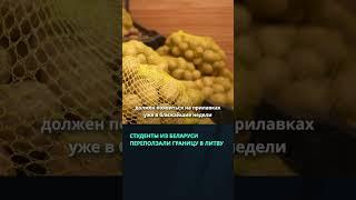 Минсельхозпрод обещает картошку нового урожая в ближайшие недели  #беларусь #новости #картошка