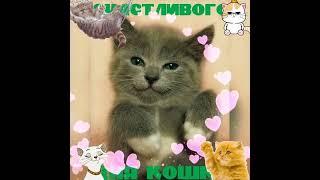 С днём кошек!