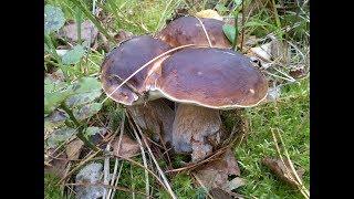 Грибы Боровики, Белые, 2018 Беларусь. Первая волна.  Mushrooms. Boletus. Однажды в Грибах 4.