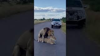 Mating Lions in the Kruger National Park S #big5 #wildlife #casper #whitelionbro #krugernationalpark