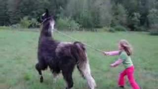 Walk the Llama