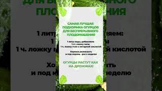 ЛУЧШАЯ подкормка для огурцов для ВЕЧНОГО плодоношения! #огурцы #садоводство #огород