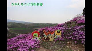 2023年GW　北海道旅行　ひがしもこと芝桜公園