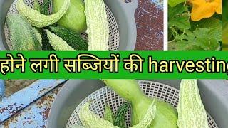 harvesting vegetable harvesting from terrace garden