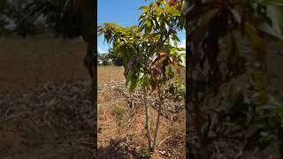 Near Mzuzu Malawi Africa figuring out the property lines at our farm.Its a lot harder than you think