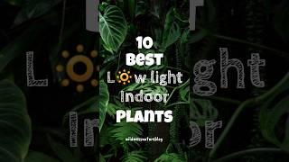 Best indoor plants without sunlight / low light indoor plants #shorts #houseplants #lowlightplants