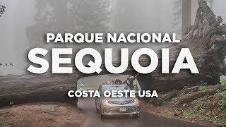 Sequoia Parque nacional. Costa Oeste USA Molaviajar