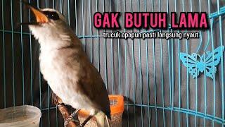 trucukan gacor TARUNG ROPEL PANJANG pancingan trucukan agar bunyi JADIKAN burung trucuk gacor NYAUT