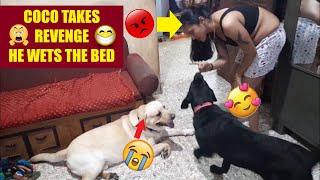 COCO TAKES REVENGE | COCO WETS THE BED | MUM'S ANGRY | WATCH THE FUNNY VIDEO TILL THE END | 