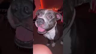 Pov: your american bully is misjudged but loves unconditionally #momdog