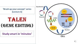 TALEN | Transcription activator like effector nuclease | Gene editing tool | Target specific