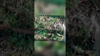 бурение абиссинской скважины