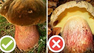 FUNGHI BUONI vs CATTIVI - Quali commestibili?